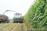 «Царица полей» возвращается